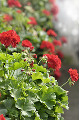 Image showing Red Garden Geranium Flowers