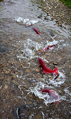 Image showing Spawning Sockeye Salmon (Oncorhynchus nerka).