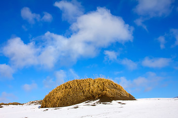 Image showing Tundra in winter