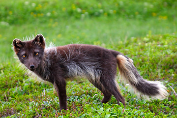 Image showing Arctic Fox