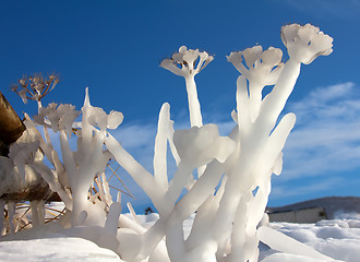 Image showing Frozen flower