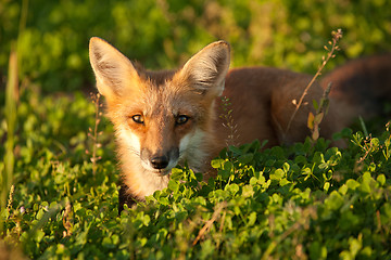 Image showing Red fox