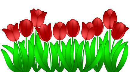 Image showing Row of Red Tulips Flowers Isolated on White Background