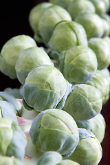 Image showing Stalk of Brussels Sprouts 2