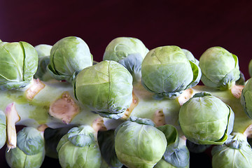 Image showing Stalk of Brussels Sprouts