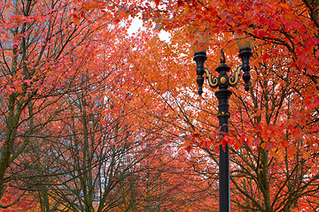 Image showing Fall Colors at Portland Oregon Downtown City Park