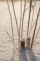 Image showing Dry plant stem prominent out of snow in winter.