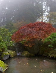 Image showing Maple Tree Over Waterfall at Japanese Garden