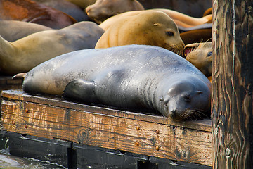 Image showing Sea Lions at Pier 39 in San Francisco