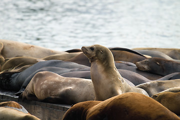 Image showing Sea Lions Sunning on Barge at Pier 39 San Francisco