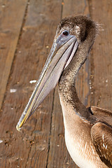 Image showing Pelican at the Pier in San Francisco Bay