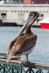 Image showing Pelican by the Pier in San Francisco Bay