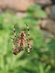 Image showing Spider