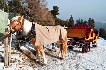 Image showing Horse Sledge in Dolomiti, Italy