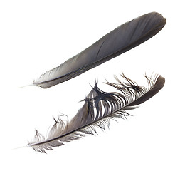 Image showing Black feather