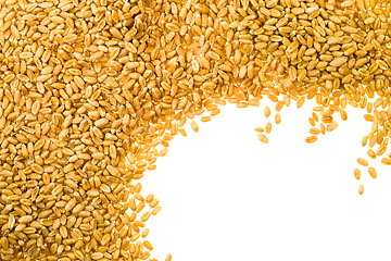 Image showing Wheat grain
