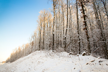 Image showing Winter wood