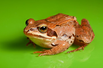 Image showing Close-up of the frog