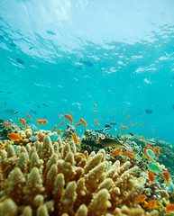 Image showing small fishes and coral reef