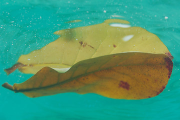 Image showing Autumn leave in the water