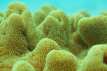 Image showing Extreme close-up of coral