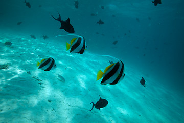 Image showing Moorish idol fishes