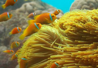 Image showing Group of clownfishes swimming among anemones