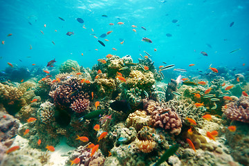 Image showing The reef