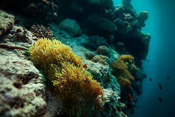 Image showing anemone fish on home on the abyss