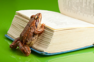 Image showing Frog with the book