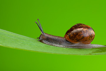 Image showing Snail crawling