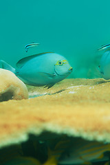 Image showing Fish and table coral