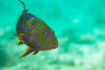 Image showing Spotted sweetlips