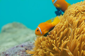Image showing couple clownfishes