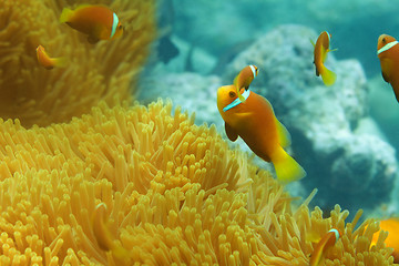 Image showing Sea anemones and clownfish shoal