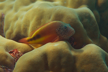 Image showing fish hiding in Pavona clavus coral