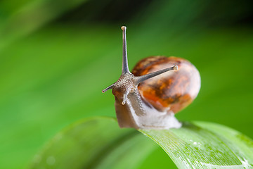 Image showing Thoughtful snail