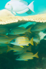 Image showing sweetlips fishes hiding