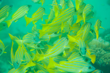 Image showing shoal of sea perch fish