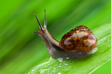 Image showing Interested snail