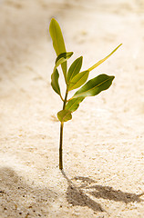 Image showing Spring in sand