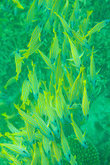 Image showing Many of sea perch fish