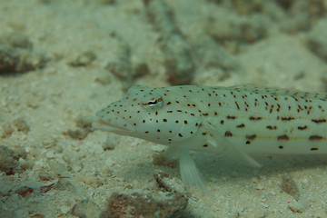 Image showing Shrimp goby closeup