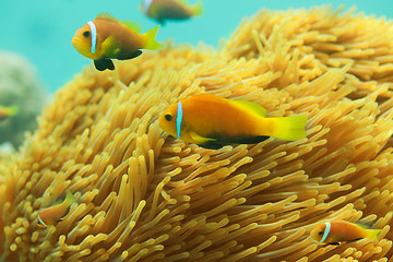 Image showing Beautiful clownfishes