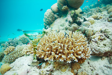 Image showing Underwater cocktail