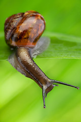 Image showing Close-up of a snail in the grass