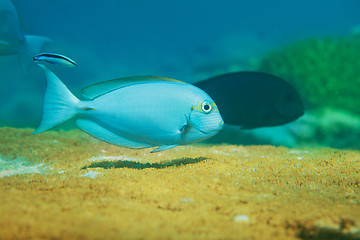 Image showing Blue fish swimming on top of table coral