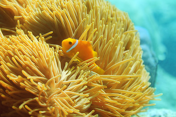 Image showing One beautiful clownfish