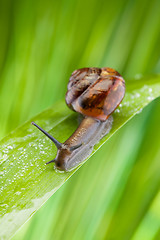 Image showing Fast moving snail