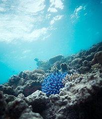 Image showing blue coral